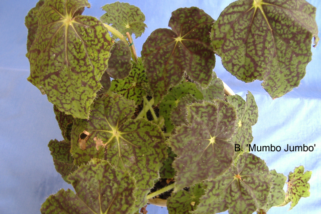 B. ‘Mumbo Jumbo’
